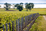 Château Montrose 2013, AOP Saint-Estèphe