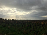 Château Pontet Canet 2009, AOP Pauillac
